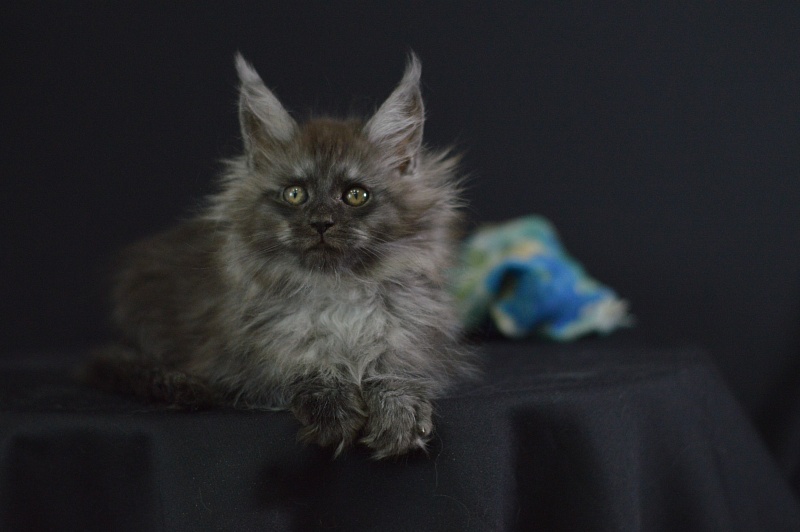 Vito Akbars - Kitten maine-coon 2 months 1.5 week