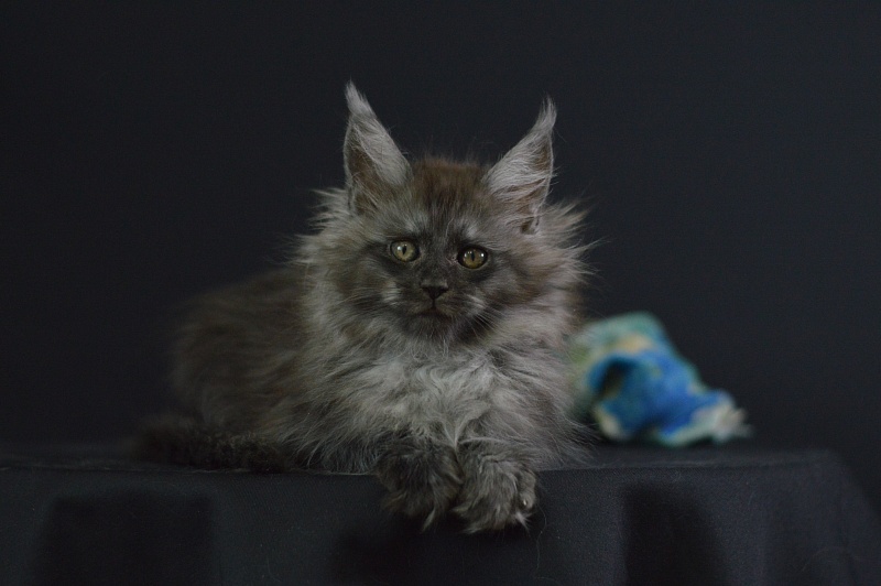Vito Akbars - Kitten maine-coon 2 months 1.5 week