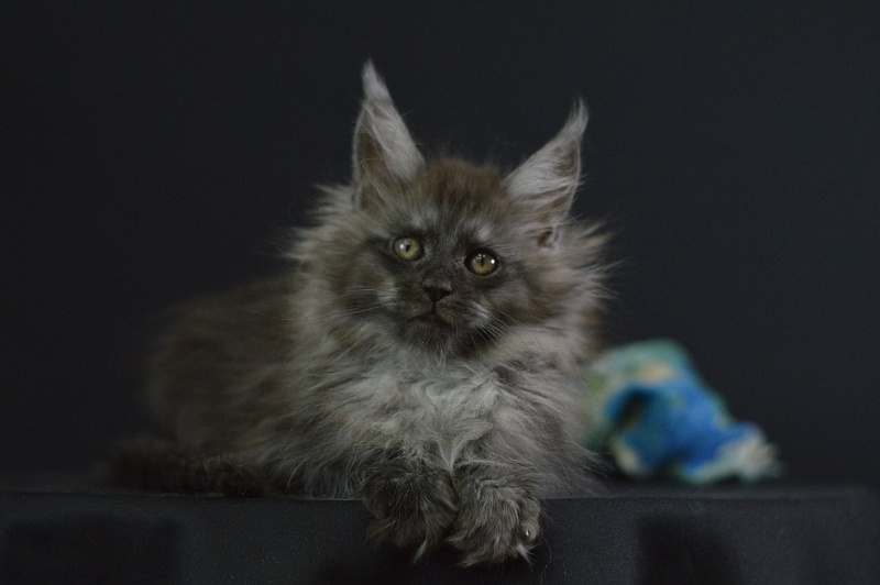 Vito Akbars - Kitten maine-coon 2 months 1.5 week