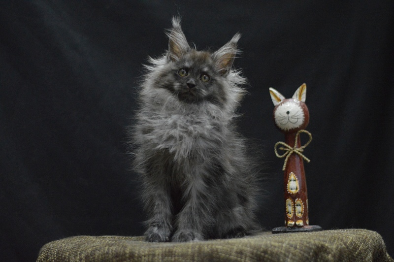 Vito Akbars - Kitten maine-coon 2 months 4 weeks