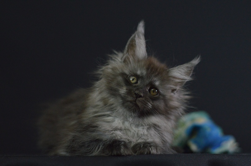 Vito Akbars - Kitten maine-coon 2 months 1.5 week