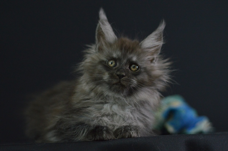 Vito Akbars - Kitten maine-coon 2 months 1.5 week