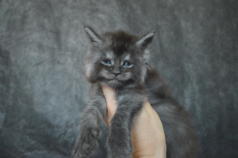 Vito Akbars - Kitten maine-coon 3.5 weeks