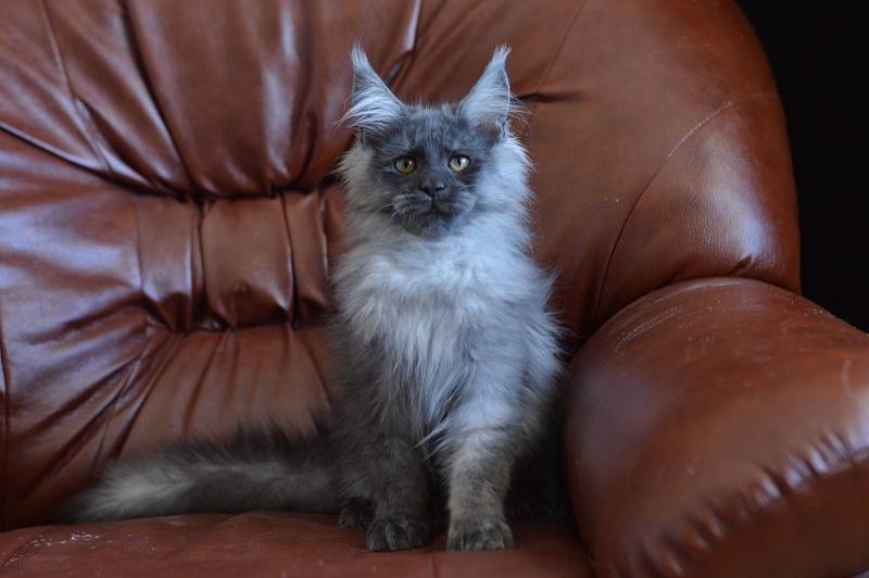 Vito Akbars - Kitten maine-coon 4.5 months