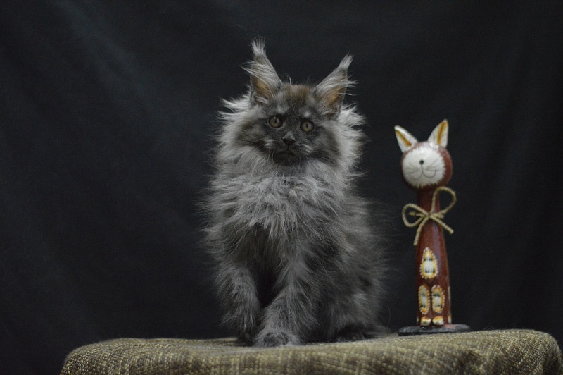 Vito Akbars - Kitten maine-coon 2 months 4 weeks