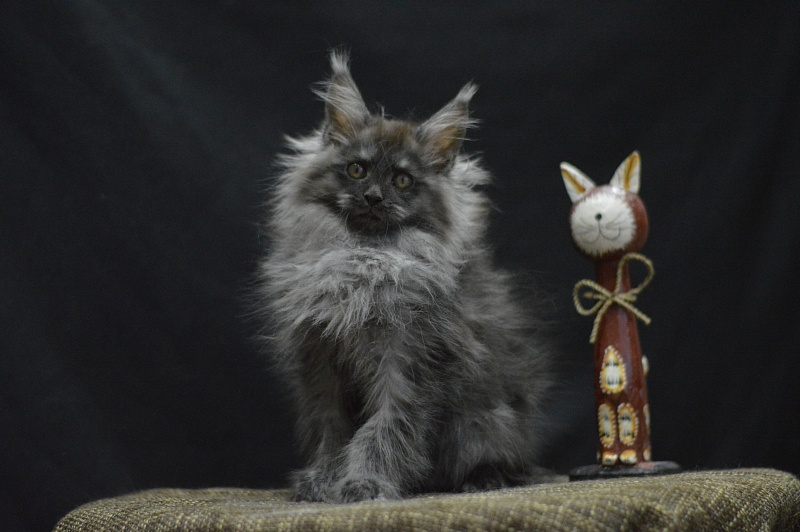 Vito Akbars - Kitten maine-coon 2 months 4 weeks