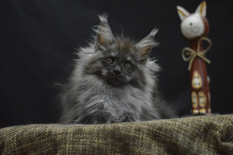 Vito Akbars - Kitten maine-coon 2 months 4 weeks