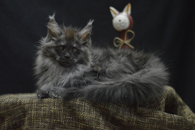 Vito Akbars - Kitten maine-coon 2 months 4 weeks