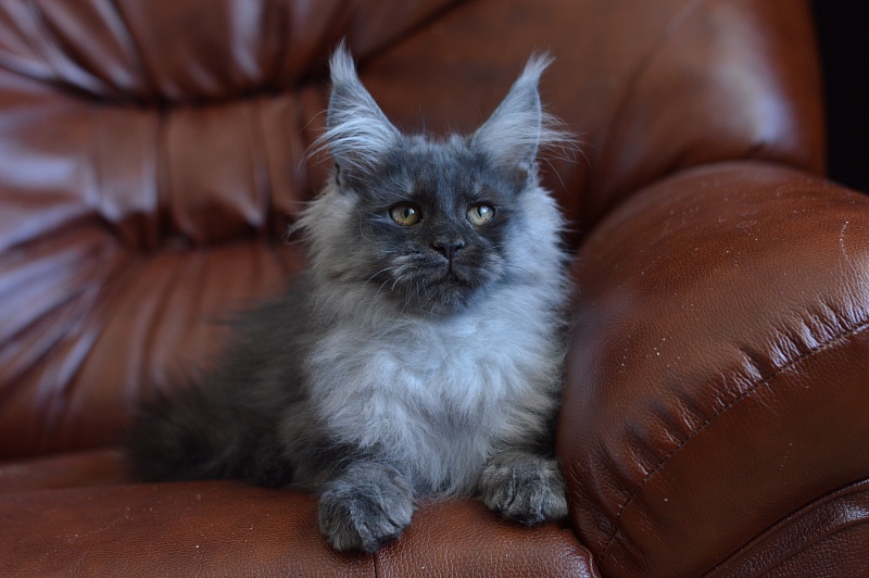 Vito Akbars - Kitten maine-coon 4.5 months