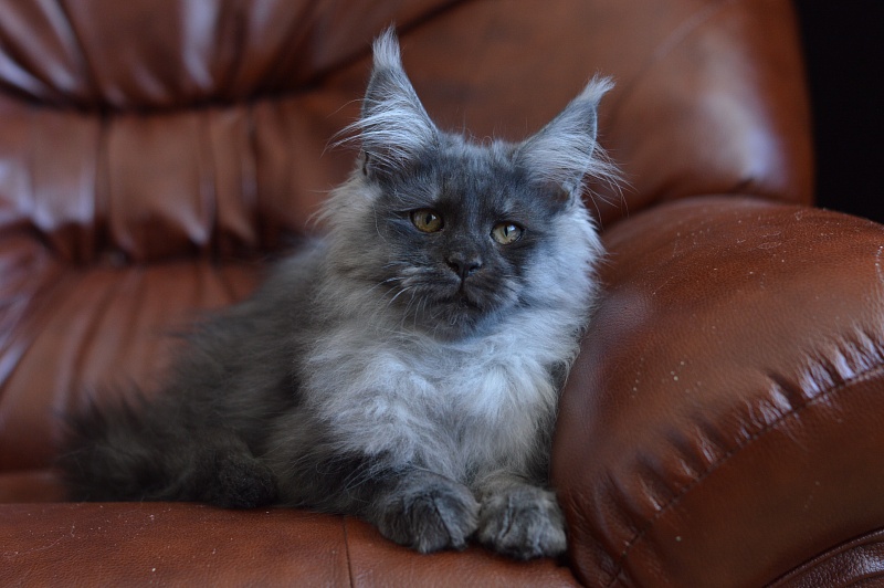 Vito Akbars - Kitten maine-coon 4.5 months