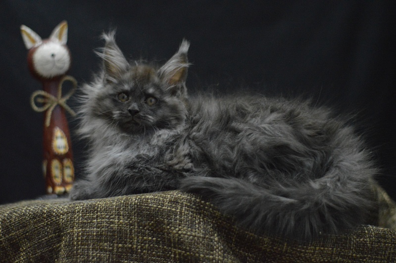 Vito Akbars - Kitten maine-coon 2 months 4 weeks