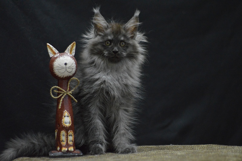 Vito Akbars - Kitten maine-coon 2 months 4 weeks