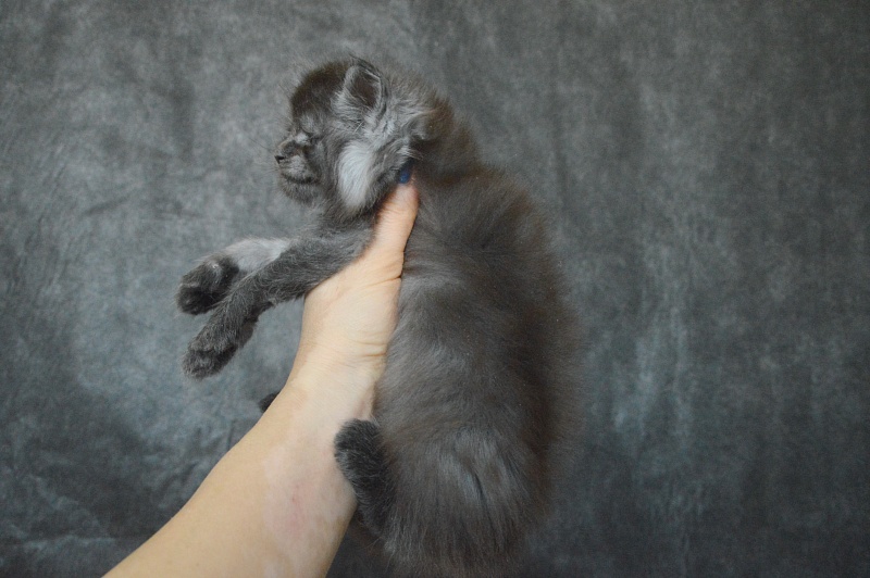 Vito Akbars - Kitten maine-coon 3.5 weeks