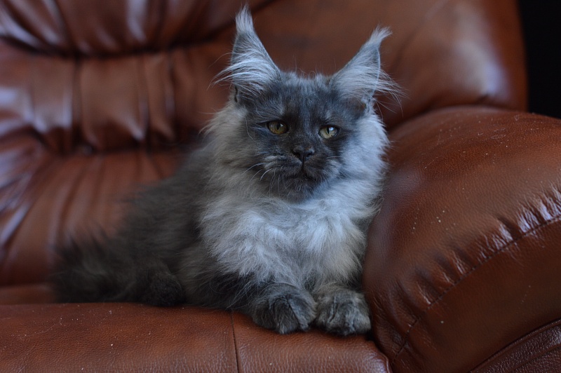 Vito Akbars - Kitten maine-coon 4.5 months