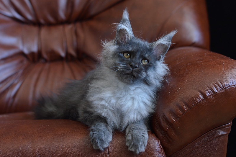 Vito Akbars - Kitten maine-coon 4.5 months
