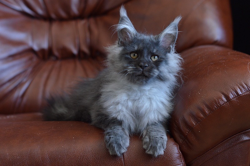 Vito Akbars - Kitten maine-coon 4.5 months