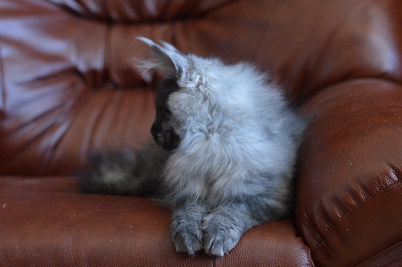 Vito Akbars - Kitten maine-coon 4.5 months