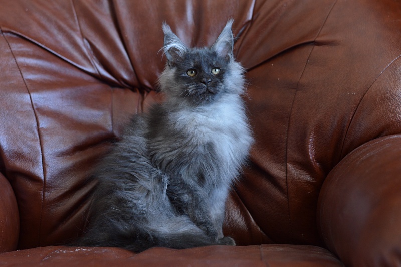Vito Akbars - Kitten maine-coon 4.5 months
