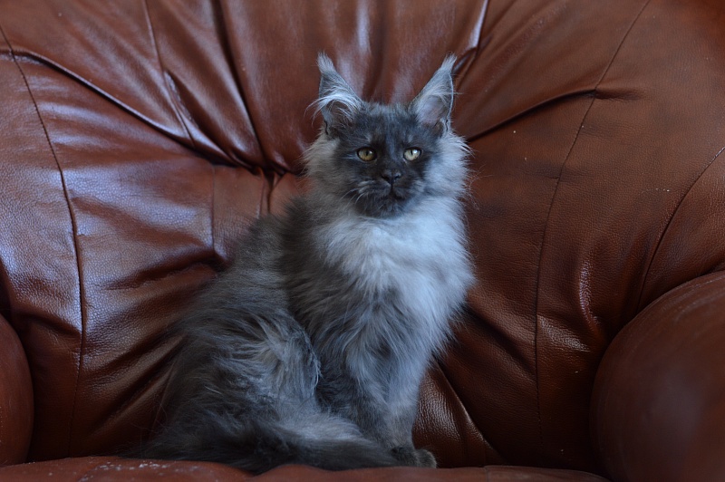 Vito Akbars - Kitten maine-coon 4.5 months