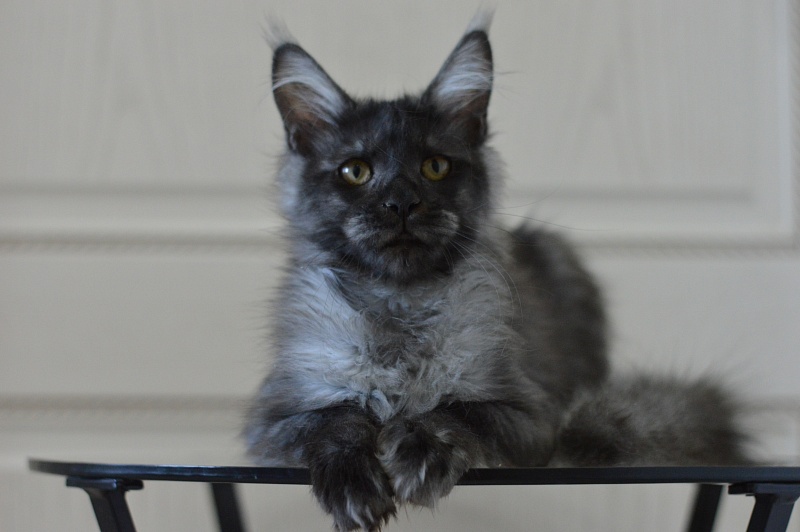 Vito Akbars - Kitten maine-coon 5 months 4 weeks
