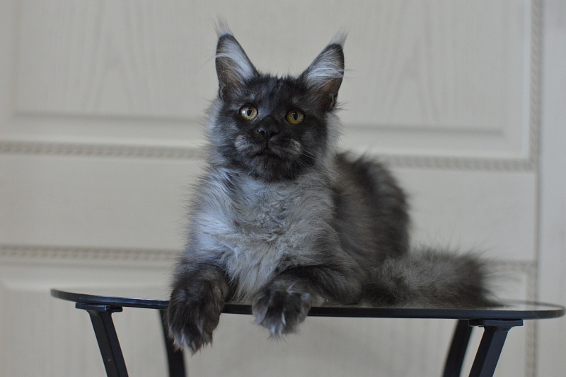 Vito Akbars - Kitten maine-coon 5 months 4 weeks