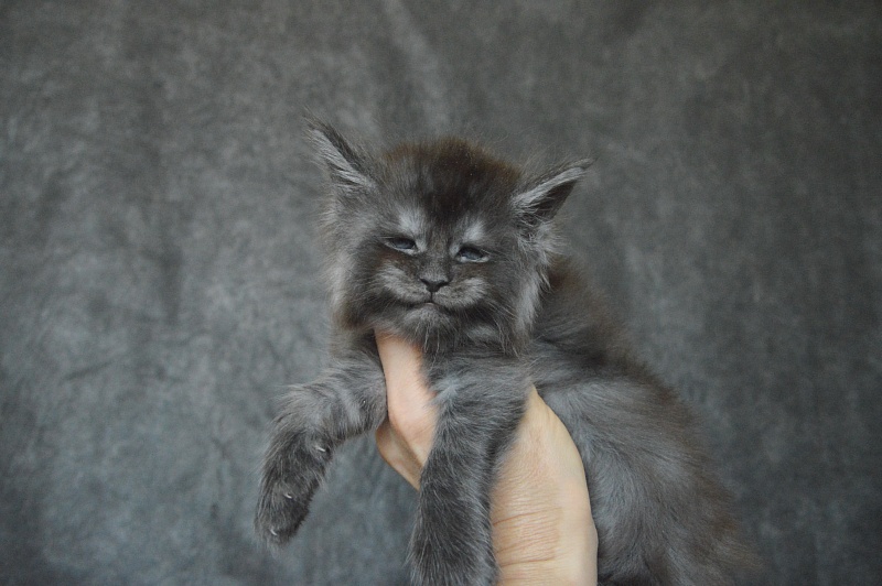 Vito Akbars - Kitten maine-coon 3.5 weeks