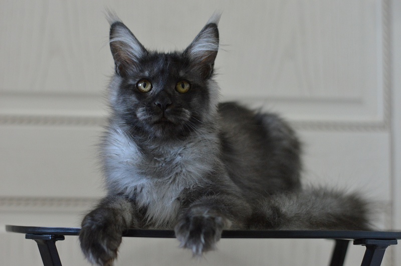 Vito Akbars - Kitten maine-coon 5 months 4 weeks