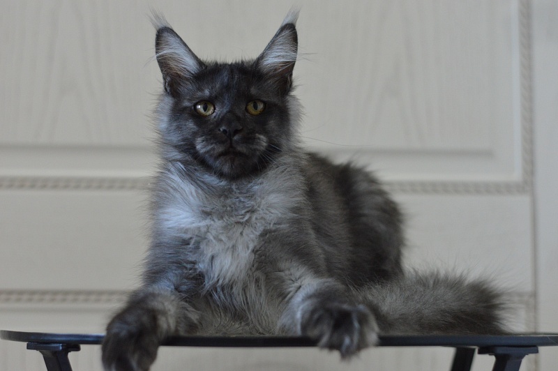 Vito Akbars - Kitten maine-coon 5 months 4 weeks