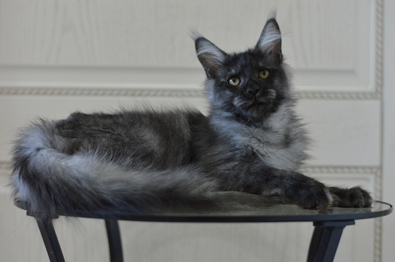 Vito Akbars - Kitten maine-coon 5 months 4 weeks