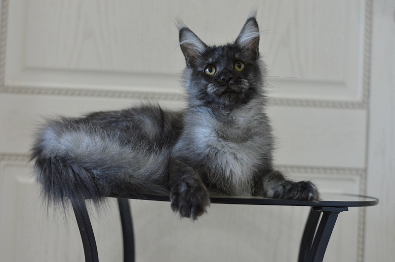 Vito Akbars - Kitten maine-coon 5 months 4 weeks