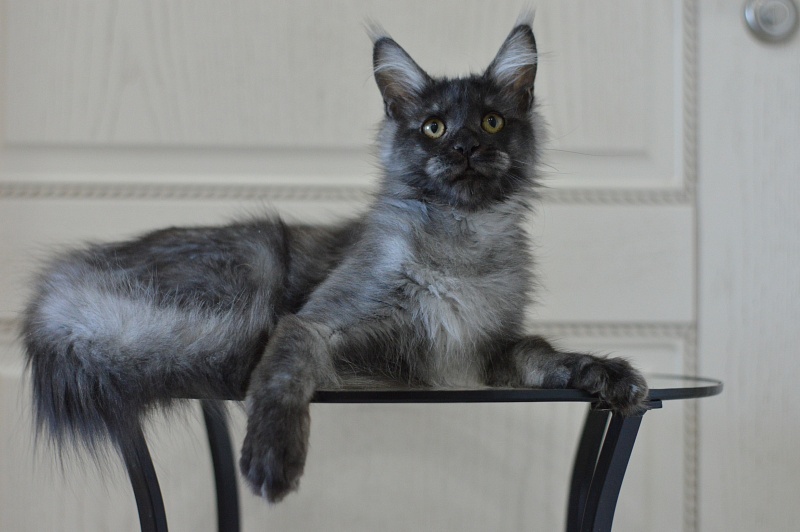 Vito Akbars - Kitten maine-coon 5 months 4 weeks