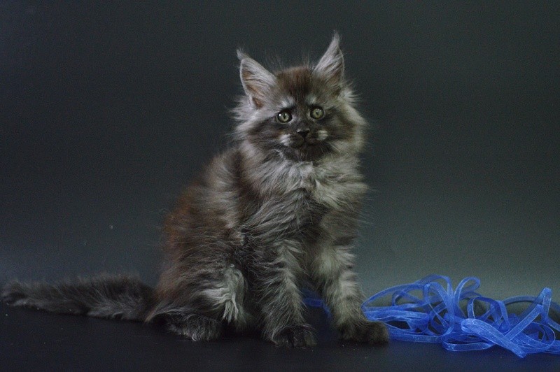 Vito Akbars - Kitten maine-coon 1 month 4 weeks
