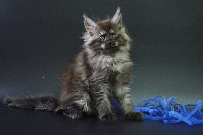 Vito Akbars - Kitten maine-coon 1 month 4 weeks