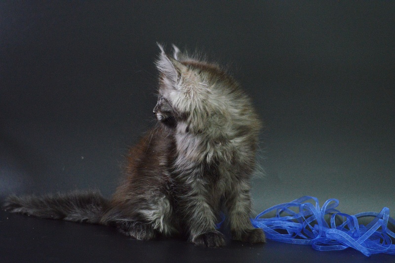 Vito Akbars - Kitten maine-coon 1 month 4 weeks