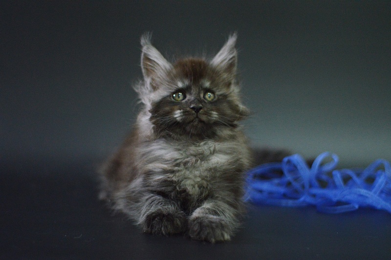 Vito Akbars - Kitten maine-coon 1 month 4 weeks