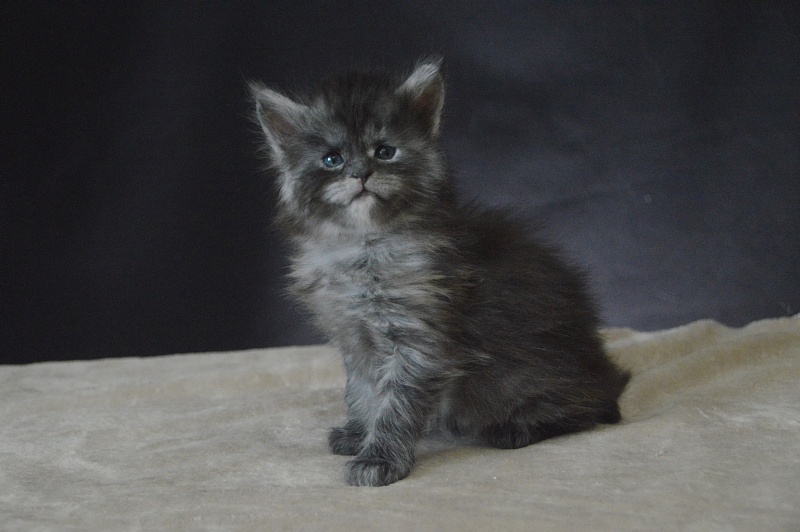 Venezia Akbars - Kitten maine-coon 3.5 weeks