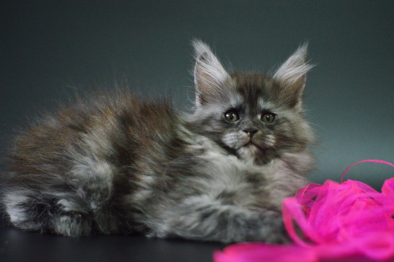 Venezia Akbars - Kitten maine-coon 1 month 4 weeks