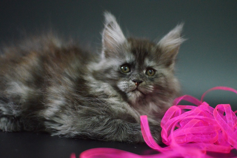 Venezia Akbars - Kitten maine-coon 1 month 4 weeks