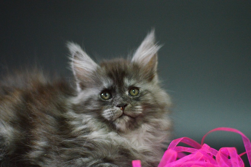 Venezia Akbars - Kitten maine-coon 1 month 4 weeks