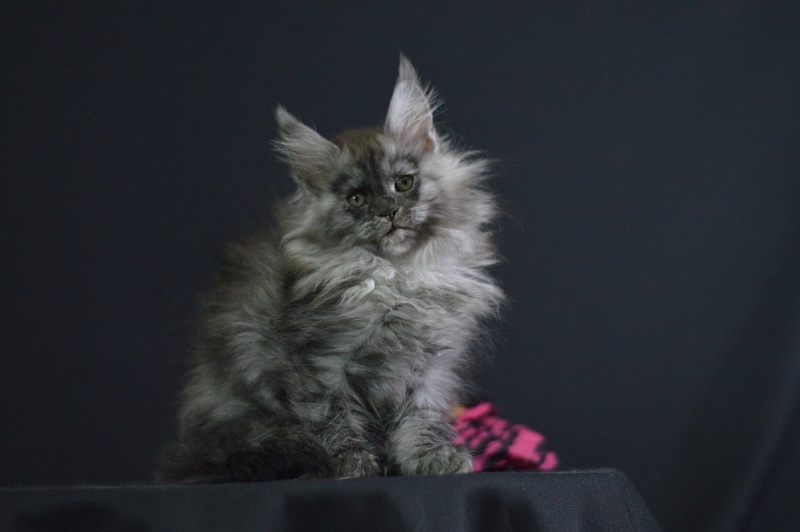 Venezia Akbars - Kitten maine-coon 2 months 1.5 week