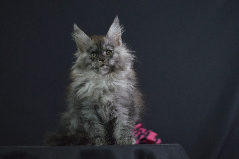 Venezia Akbars - Kitten maine-coon 2 months 1.5 week