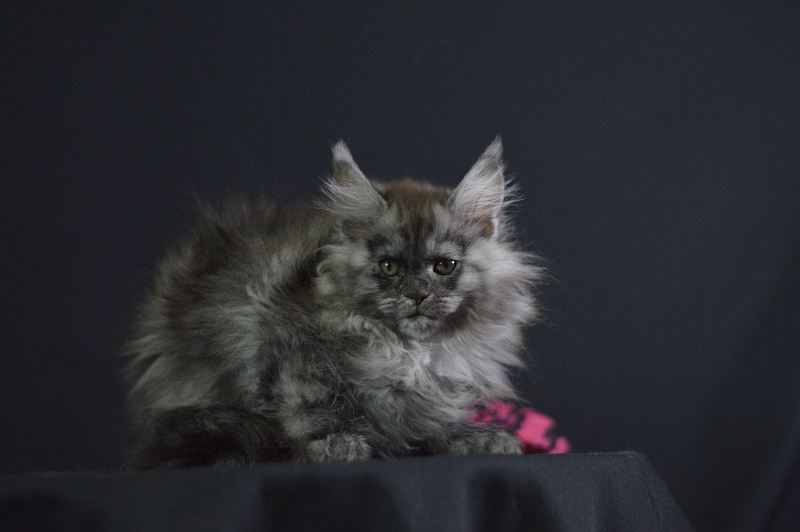Venezia Akbars - Kitten maine-coon 2 months 1.5 week