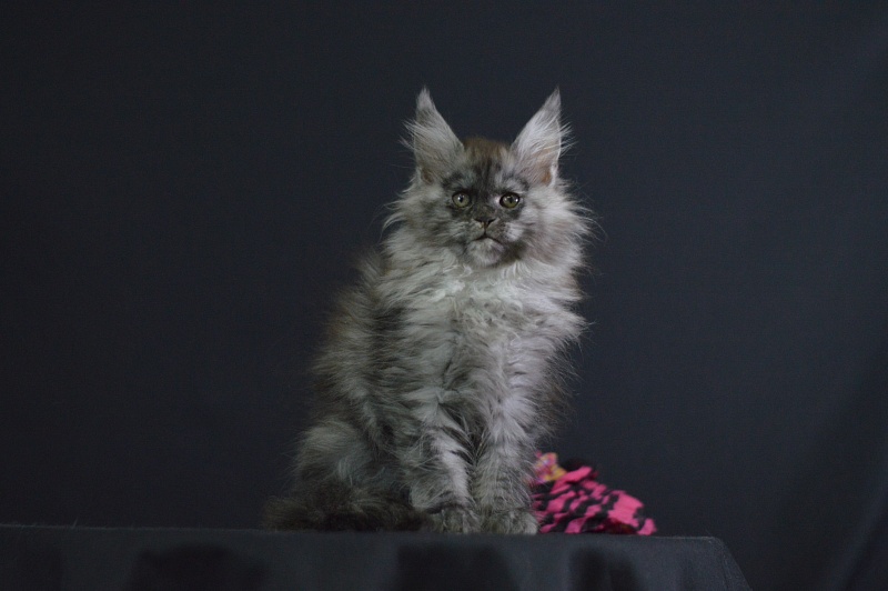 Venezia Akbars - Kitten maine-coon 2 months 1.5 week