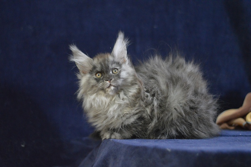 Venezia Akbars - Kitten maine-coon 2 months 2.5 weeks