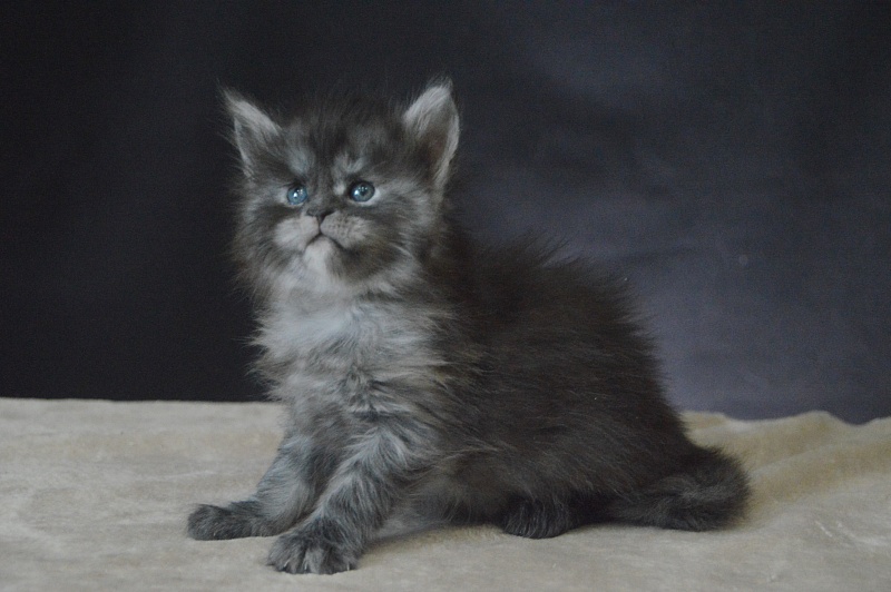 Venezia Akbars - Kitten maine-coon 3.5 weeks