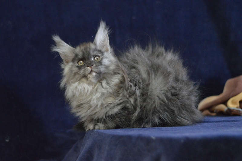 Venezia Akbars - Kitten maine-coon 2 months 2.5 weeks