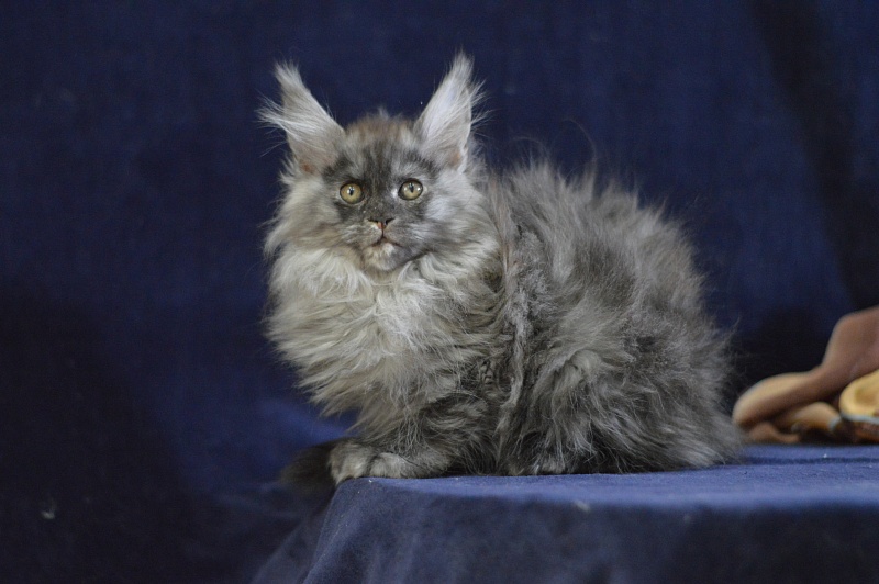 Venezia Akbars - Kitten maine-coon 2 months 2.5 weeks