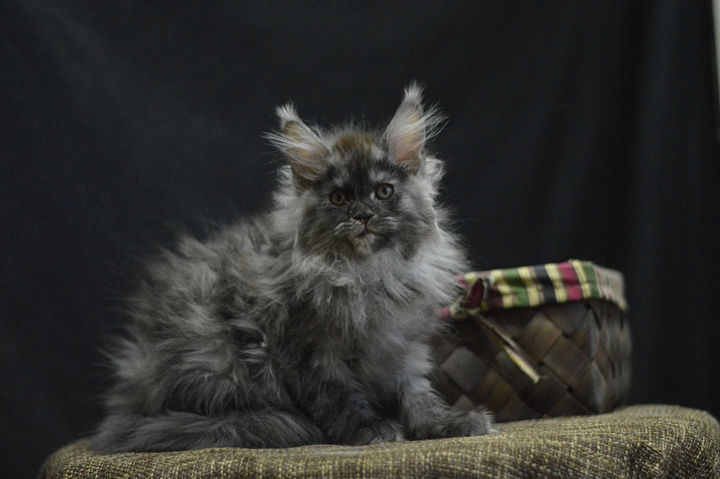 Venezia Akbars - Kitten maine-coon 2 months 4 weeks