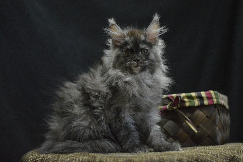 Venezia Akbars - Kitten maine-coon 2 months 4 weeks