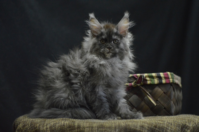 Venezia Akbars - Kitten maine-coon 2 months 4 weeks